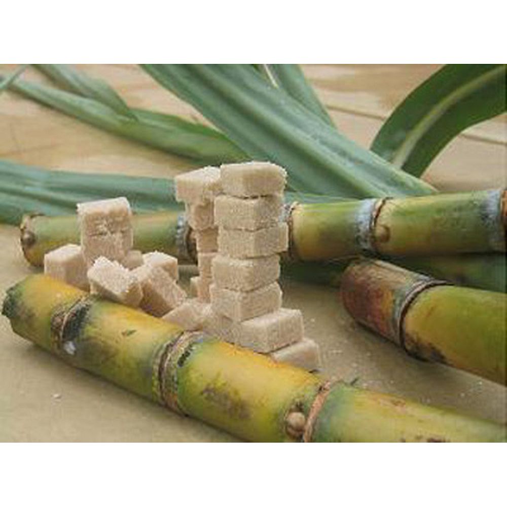Г сахарный тростник. Сахарный тростник в Индии. Родина сахарного тростника. Сахарный тростник в древней Индии. Сахар из тростника в древней Индии.