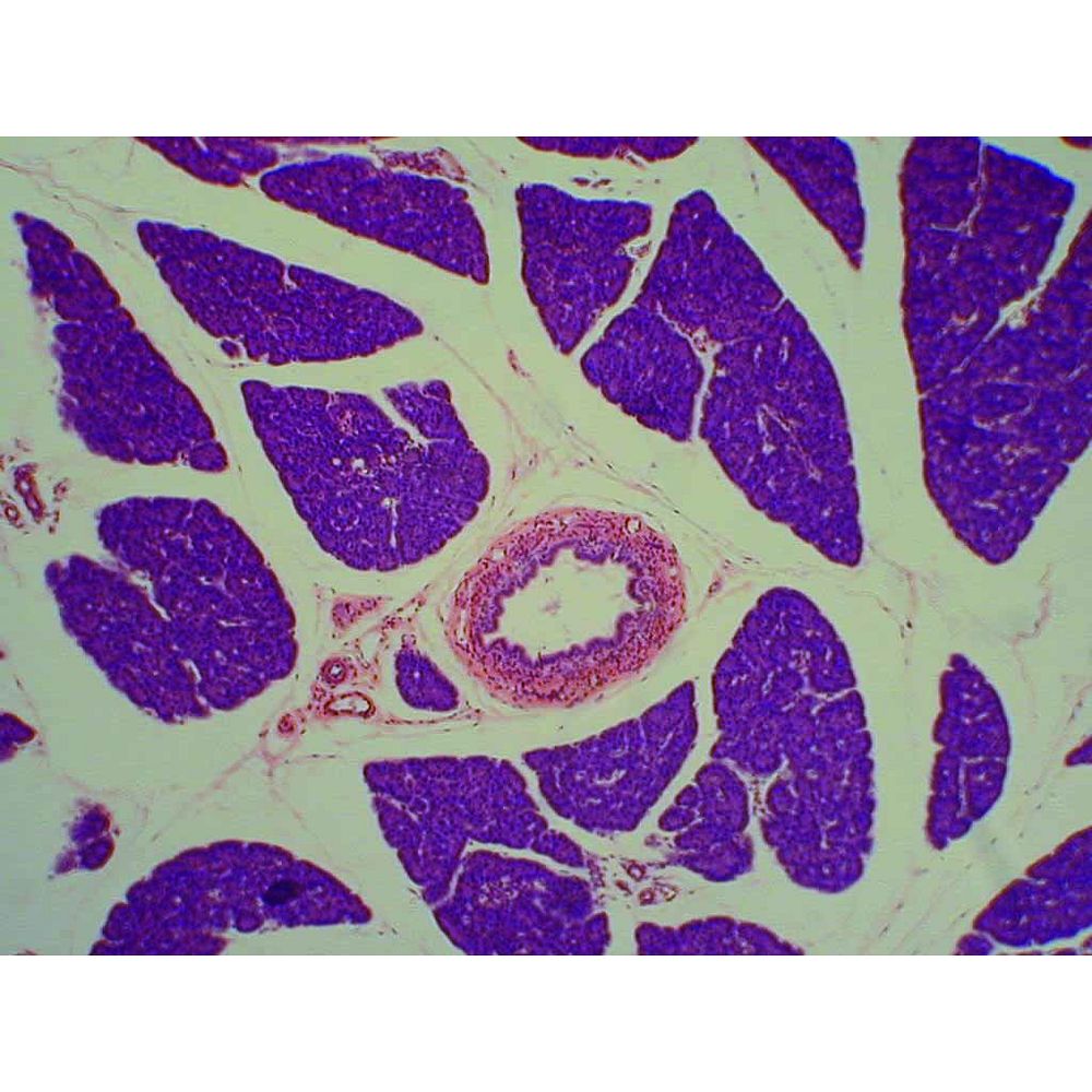 Jeux de préparations microscopiques