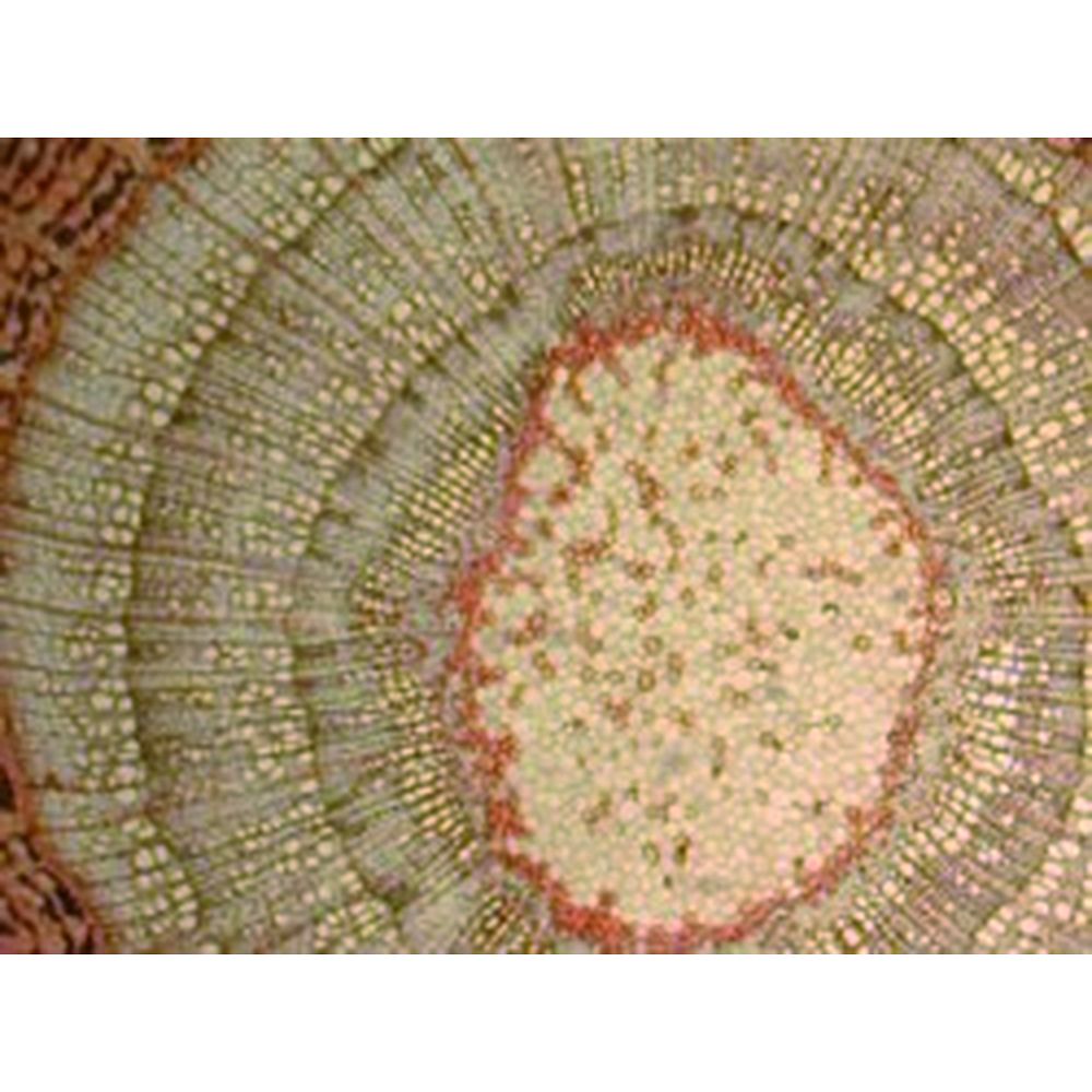 Jeux de préparations microscopiques