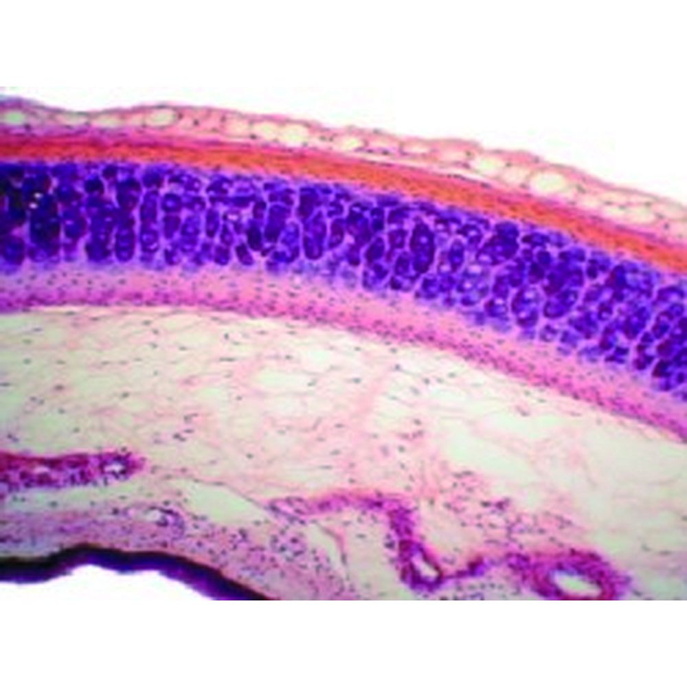 Jeux de préparations microscopiques