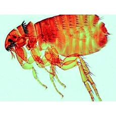 Jeux de préparations microscopiques